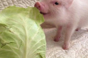 【朗報】ブタ、犬よりかわいい