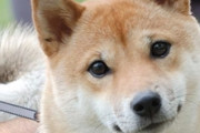 別居のトメが何度も何度も家に侵入し私の犬を捨てようとする。ことごとく失敗に終わっていたある日、キャンキャンという犬の声で目が覚めると…
