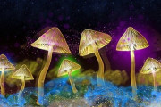 【違法薬物】当時は合法だった「マジックマッシュルーム」を摂取した時の話
