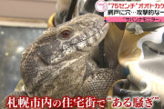 【やばいやばい】オオトカゲが網戸破って逃走か…飼い主から「外に出たかも」との通報