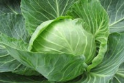 【悲報】キャベツの価格、すごい勢いで下がってしまう