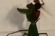 【動画】カマキリさん、スズメバチと戦う