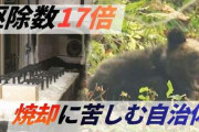 【悲報】ヒグマが17倍増加、自治体処理キツすぎやろwww