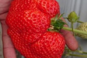 イチゴ狩り来てんだけどさ（※画像あり）