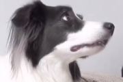 【動画】飼い主がガンになった事を知ったボーダーコリーの反応
