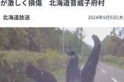 【画像】北海道のくまさん、乗用車に衝突