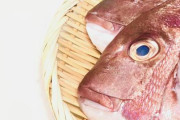 【遺伝子改】ゲノム編集で1.5倍肉厚にしたタイが流通へ…来月にも受理、魚では国内初