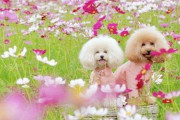 女性「めっちゃかわいい犬の写真取れました！」→しかしツイッターにとある写真が上げられ、炎上してしまう・・・その理由が・・・