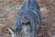 公園の横道歩いてたら猫にナンパされたんだけど（※画像あり）