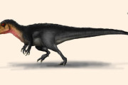【古生物】ポルトガルで「史上最強レベル」の新種恐竜を発見！　”ルシタニアの狩人”の異名を持つ　Tレックスより強い？  [しじみ★]