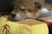 【画像】うちの柴犬が日に日にストーブ前に移動してるwwwﾎﾟｶﾎﾟｶ~♪