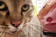 【動画】ネコ界の上下関係。カメラを持ってそこら中で喧嘩を売りまくるネコちゃんｗｗｗ