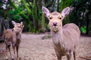 外出自粛中の奈良県、シカに支配される・・・