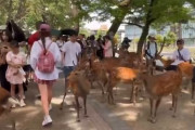 【動画あり】奈良で鹿を蹴り飛ばした男が中国人か日本人かでネット大揉め