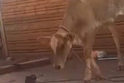 【動画】猫さん、牛を一発KO