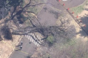 【画】桜の名所・砧公園で桜の木が倒れ女性下敷きに　他の木の点検作業進む
