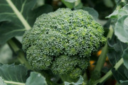頼むからお前ら『ブロッコリー🥦』を食ってくれ。マジで最強の野菜だから