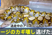 逃走中の3.5ｍヘビ、自らケージのカギを壊して逃げたか