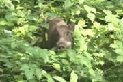 【イノシシ続報】福岡市の中心部にイノシシ出没。大捕り物の末、警察などが網で捕獲