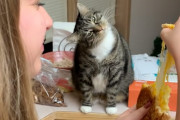 「ニャンだそれ？？」美味しそうな伸び～るチーズに首をかしげる猫がキュート！