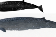 新種のクジラを発見し、和名「クロツチクジラ」と命名　北大などの研究グループ