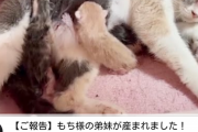 【朗報】猫系YouTuberもちまる日記、『2匹目』投入の準備が完了するｗｗｗｗ