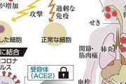 ◆朗報◆新型コロナの重篤化メカニズムが解明され抑制する国産の薬が判明する