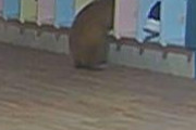 【悲報】イタチ、園児の靴を盗む・・・・・・・・・・・