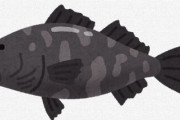 【画像】この魚何？