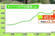 【マウント？】キャベツ価格高騰に韓国人「日本なんてどうでもいい！俺たちの方がもっと高いんだけど！」