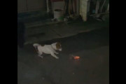 【動画】犬さん、目の前の花火に大興奮！テンションが上りすぎてとんでもない行動に出てしまうｗｗｗｗｗｗｗ
