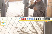 【衝撃】万博リング、「ユスリカの山」が出来上がるｗｗｗｗ