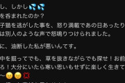 【画像】女さん、譲渡してもらった猫を逃してしまい貰った相手にブチ切れられる・・・