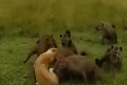 【悲報】ライオンさんがハイエナ集団と喧嘩した結果ｗｗｗｗｗｗｗｗｗｗｗ