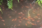 【動画】神社の池に金魚800匹捨てられる　水面真っ赤　住民憤慨「あまりにも悪質だ」
