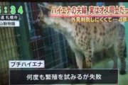 札幌の動物園職員「何回交尾させても妊娠せーへんな…」←♂同士をカップリングしていた事が判明