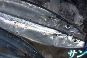 【超絶悲報】サンマの初水揚げ量が去年の『1％』に激減、サンマ高級魚になってしまうんか？