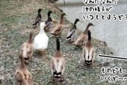 初めての凍った池に戸惑うカモたちだが、リーダーが先陣をきって飛び込んだ結果…