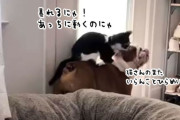 猫が犬を調教！ブルドッグを乗りこなそうと果敢にトライ