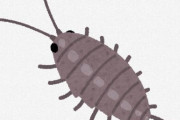 子供の頃はダンゴムシもゴキブリも触れたのに大人になると無理な現象