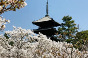 京都の仁和寺は世界遺産！みどころ、アクセス、そして桜などを紹介