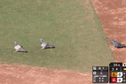 マツダスタジアム、鳩が飛び回り試合が中断するハプニング