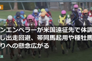 シンエンペラーが米国遠征先で体調崩し出走回避、帯同馬起用や種牡馬入りへの懸念広がる