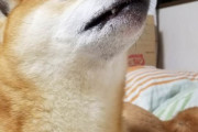 柴犬に怒ってフンッてされた後に睨まれた