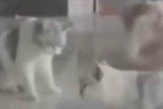 猫たちがガラスで仕切られた猫部屋にいた。そこには少しだけ隙間がある → １匹の猫はこうした…
