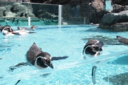 水族館「一日潰せます、２０００円です、静かでデートに最適です」←こいつが流行らない理由ｗ