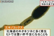 【緊急】知多半島のエキノコックス、封じ込めに失敗すると「コロナ以上の大災害」になる可能性