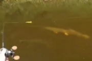 アヒルの餌でルアーフィッシング！大物の狙える川でバッチリとゲットだぜ。海外の反応