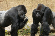 【悲報】 ゴリラ、コロナ感染　類人猿で初