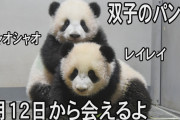 【動画】上野の双子パンダ、氷で遊ぶ様子が話題に (??)❓❗